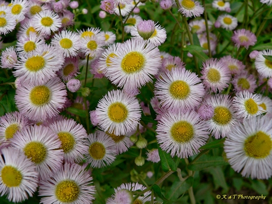 {Erigeron philadelphicus}